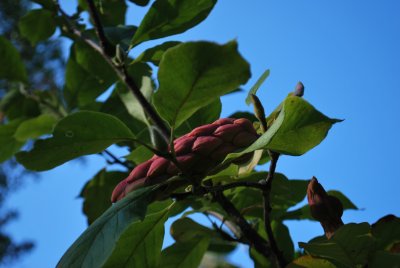 Magnolia x denudata 'Yellow River' - šácholan obnažený 'Yellow River' - zrající plod (šách) (2)